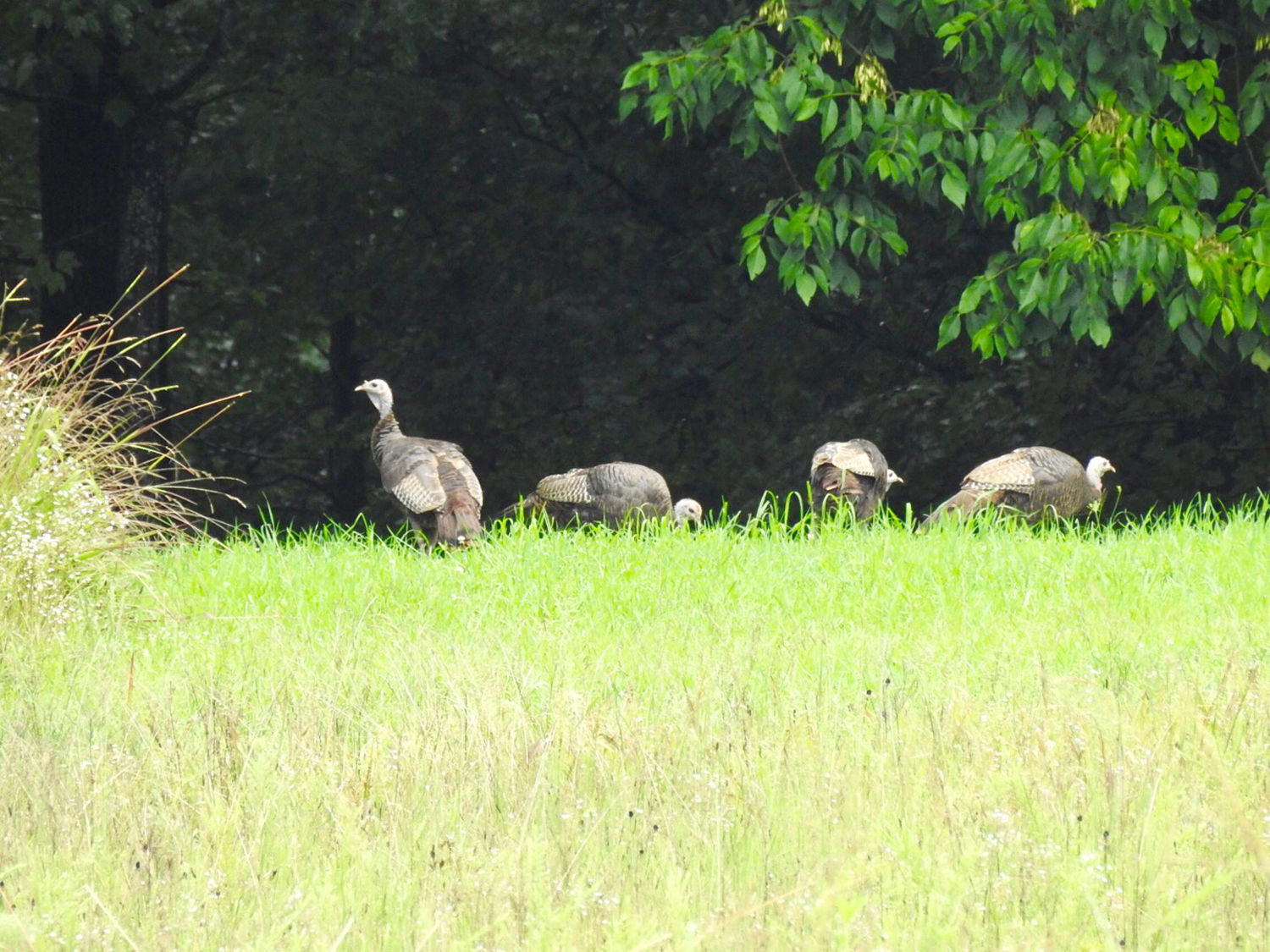 DRB 080818 Best Shot.jpg